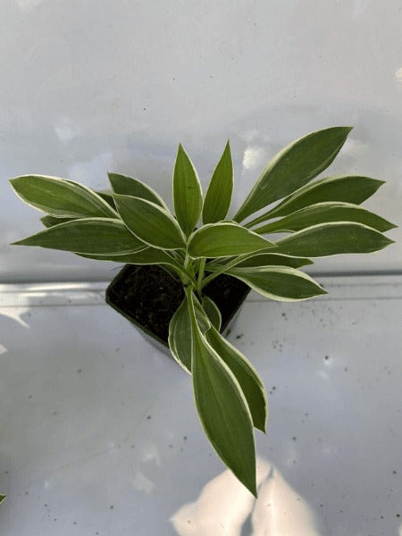 Hosta Fragrant Branquet (With Pot)