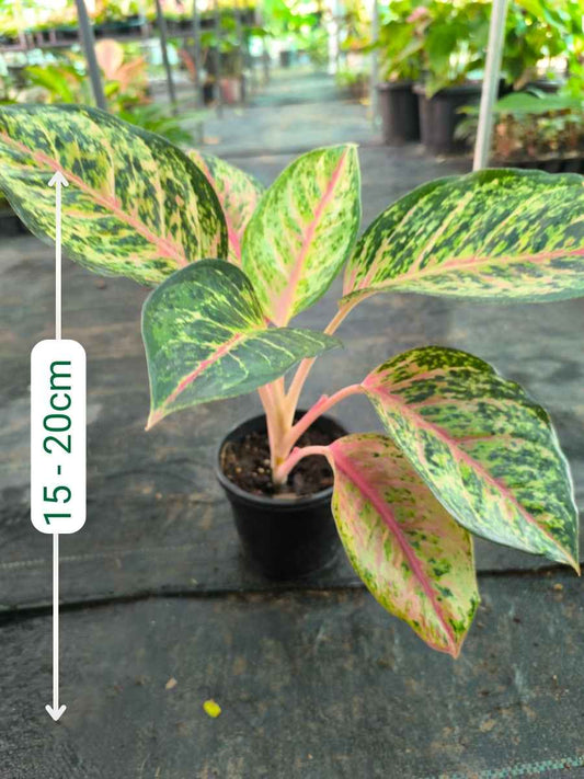 Aglaonema 10 Karat Medium Size Plant Without Pot