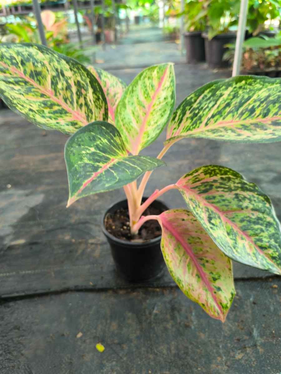 big aglaonema Aglaonema 10 Karat Medium Size Plant Without Pot – vridhigarden