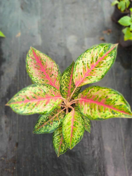 Aglaonema 10 Karat Mother Plant Without Pot