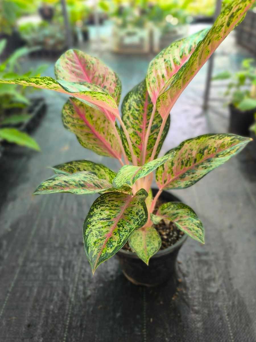 aglaonema hologram Aglaonema 10 Karat Mother Plant Without Pot – vridhigarden