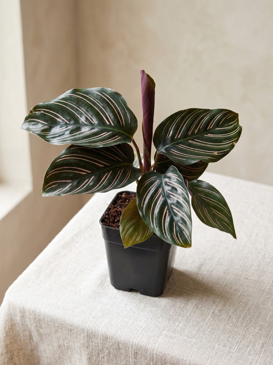 Calathea Ornata (With Pot)
