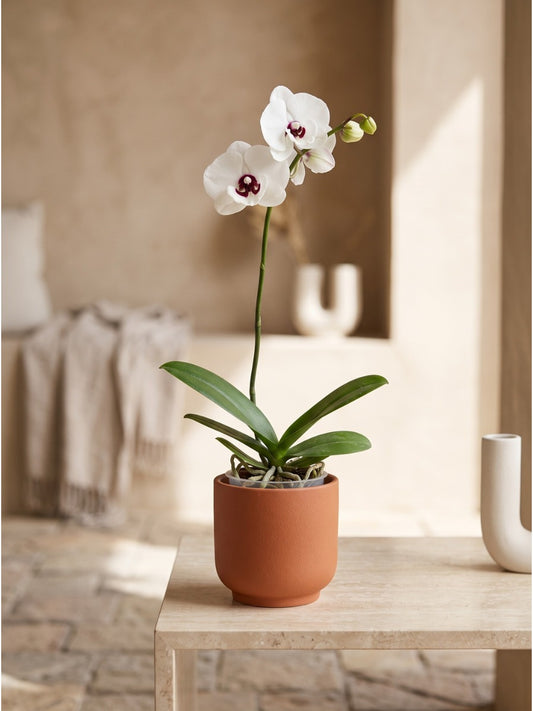 Imported Orchid Phalaenopsis 1224 With Flowers And Buds ( In Pot)