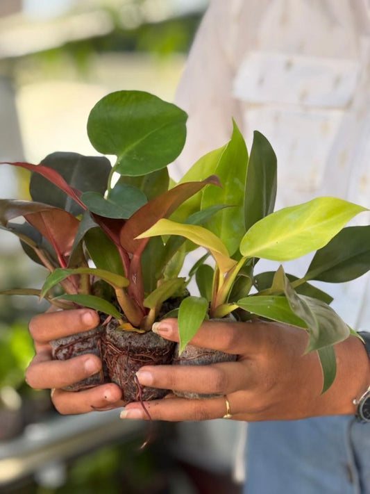 Indoor Plants Super Combo 799- Monstera Deliciosa, Sunred, Orange Splendor, Black Cardinal Rush ,Imperial Red (In Jiffy Bags)