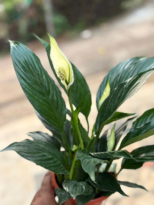 Peace Lilly (Spathiphyllum) Bushy Plant With Multiple Shoots And Flowers With Pot