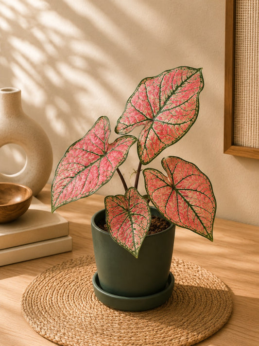 Thai Dwarf Caladium Clone No:12 Sprouted Bulb( In Paper Bag)