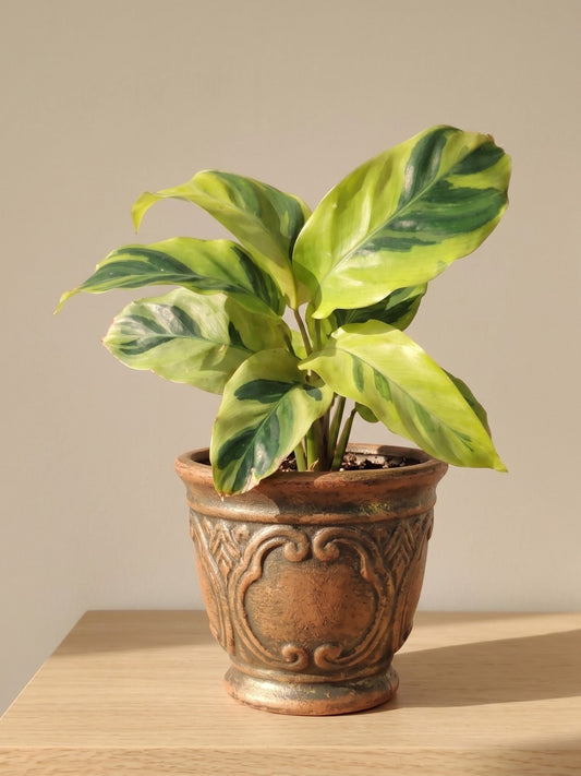 Calathea Yellow Fusion ( With Pot)