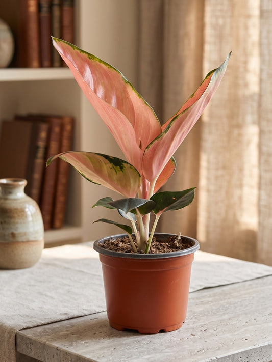 Aglaonema Thailand Red (In Pot)