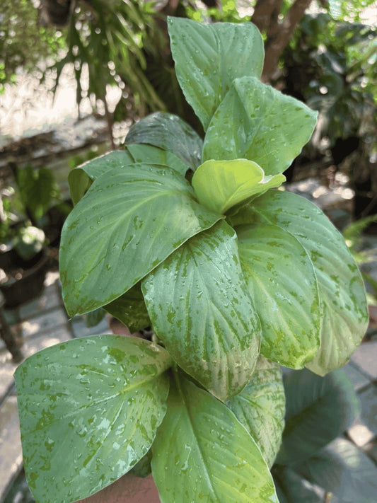 Giant Peace Lilly (Spathiphyllum Sensation) Super Combo 499-