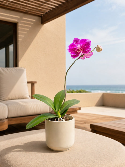 Imported Orchid Phalaenopsis 21492 With Flowers And Buds ( In Pot)