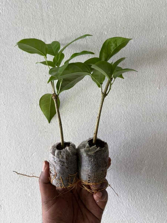 Garlic Vine (In Jiffy Bag) Set of 2 plants