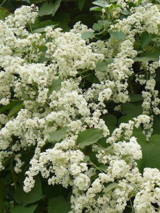 Manimulla (Rooted Plant in Nursery bag)