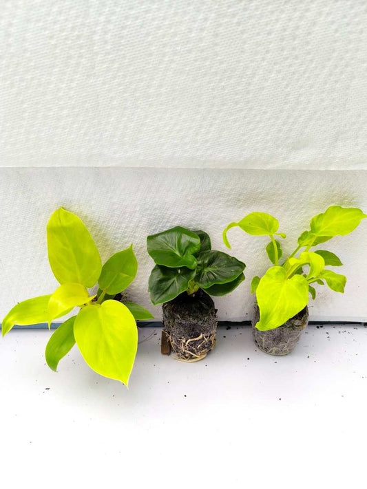 Philodendron 444 combo- Golden Melinonii+Atom+Golden Xanadu (Tissue Culture Plants in Jiffy bags)