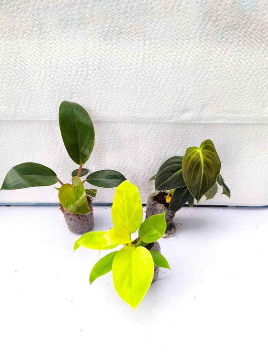 Philodendron Combo 499 Golden Melinonii+Melanochrysum+ Red Congo-(Tissue Culture Plants in Jiffy bags)