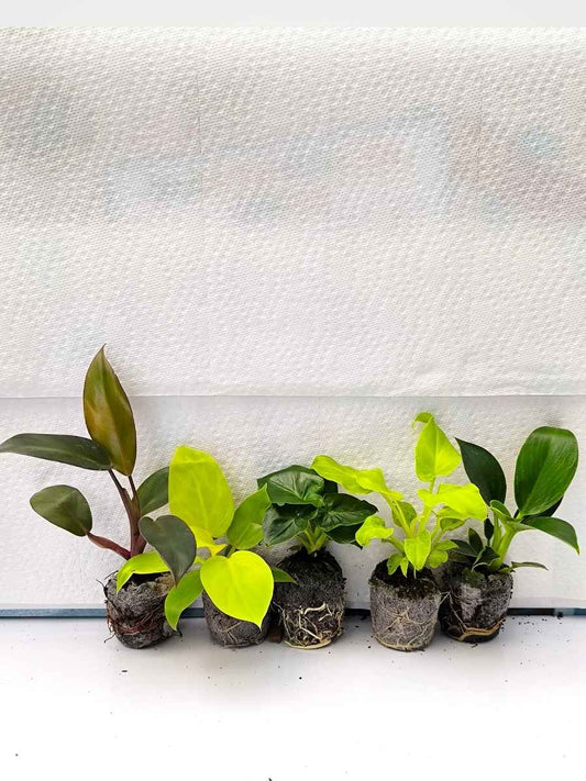 Philodendron Beginners 555 combo- Black Cardinal+Golden Melinonii+Atom+Golden Xanadu+Birkin