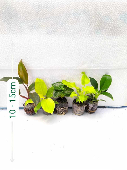 Philodendron Beginners 555 combo- Black Cardinal+Golden Melinonii+Atom+Golden Xanadu+Birkin