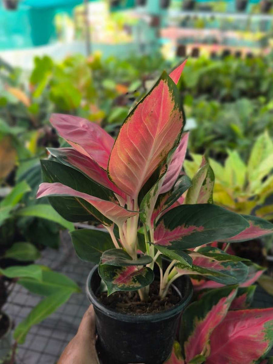 Aglaonema Thailand Red Medium Size Rooted Plant with Multiple shoots Without Pot