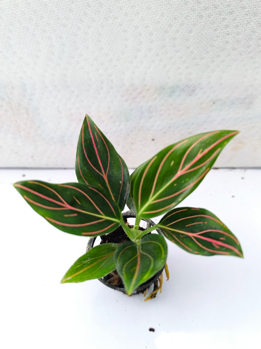 Aglaonema Rotundum Vein Medium Size Plant Without Pot
