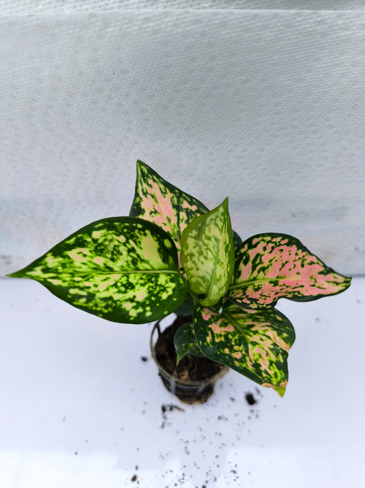 Aglaonema Pink Valentine Small Plant in Net Pot
