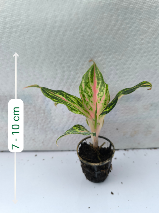 Aglaonema Butterfly Small Plant in Netpot