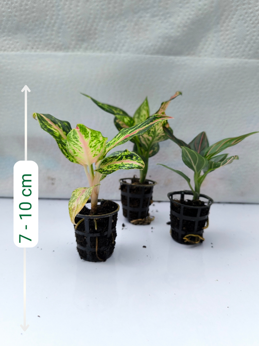 Aglaonema Combo 499 Rotundum Vein, Butterfly, Pink Valentine small plants in Net pot