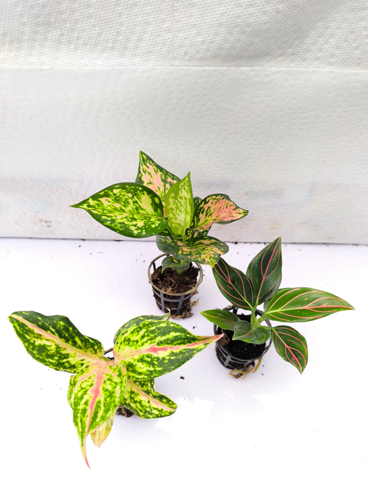 Aglaonema Combo 499 Rotundum Vein, Butterfly, Pink Valentine small plants in Net pot