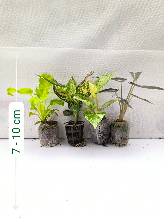 Mixed Combo 499 Golden Xanadu, Aglaonema Pink Valentine, Marble Pothos, Bambino Arrow Alocasia