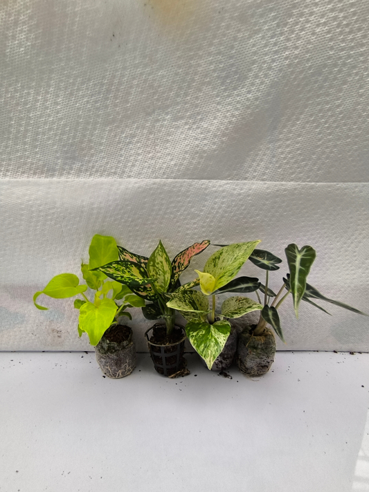 Mixed Combo 499 Golden Xanadu, Aglaonema Pink Valentine, Marble Pothos, Bambino Arrow Alocasia