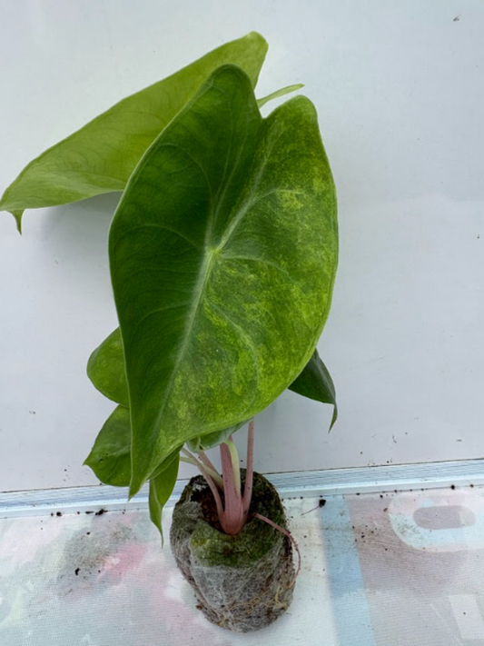 Alocasia Variegated Pink Dragon (Tissue Culture Plant in Jiffy Bag)