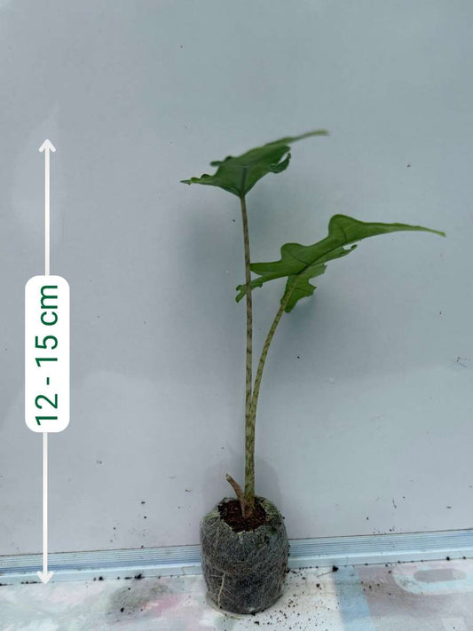 Alocasia Jacklyn (Plant with bulb in Jiffy bag)