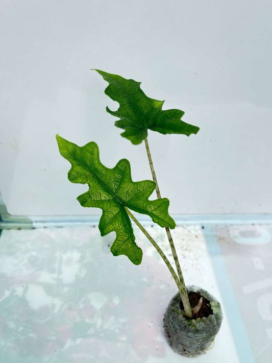Alocasia Jacklyn (Plant with bulb in Jiffy bag)