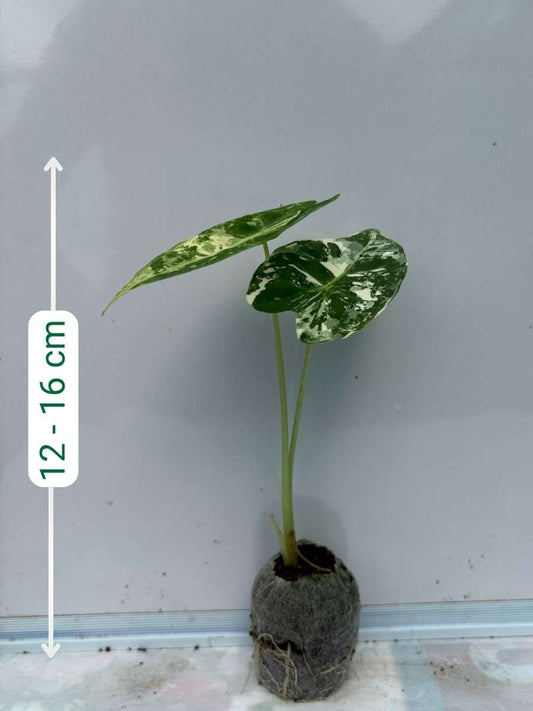 Alocasia Frydek Variegated (Plant with bulb in Jiffy bag)