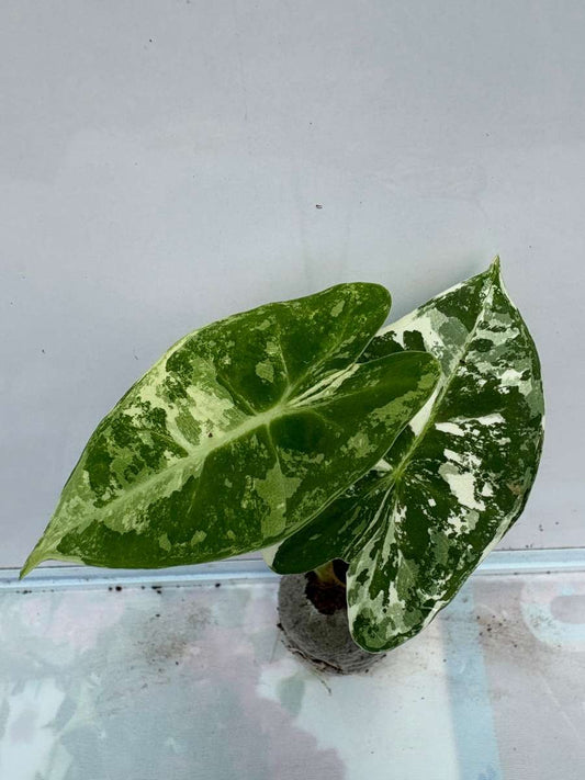 Alocasia Frydek Variegated (Plant with bulb in Jiffy bag)