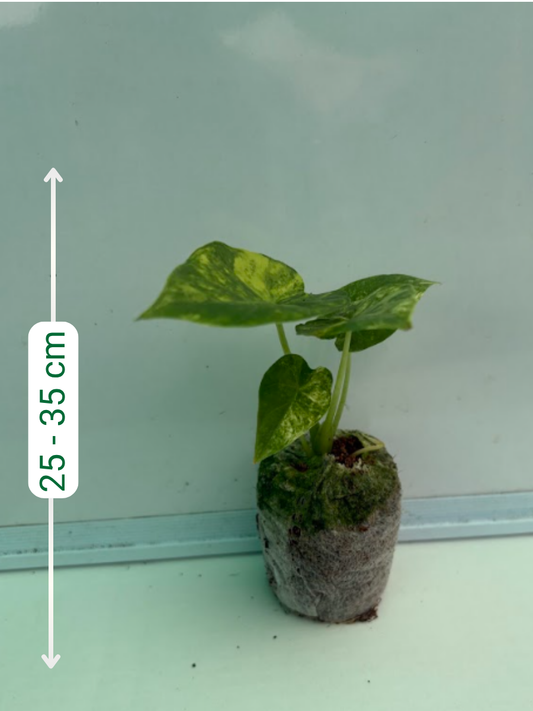 Alocasia Aureo Variegated (Well rooted Plant)