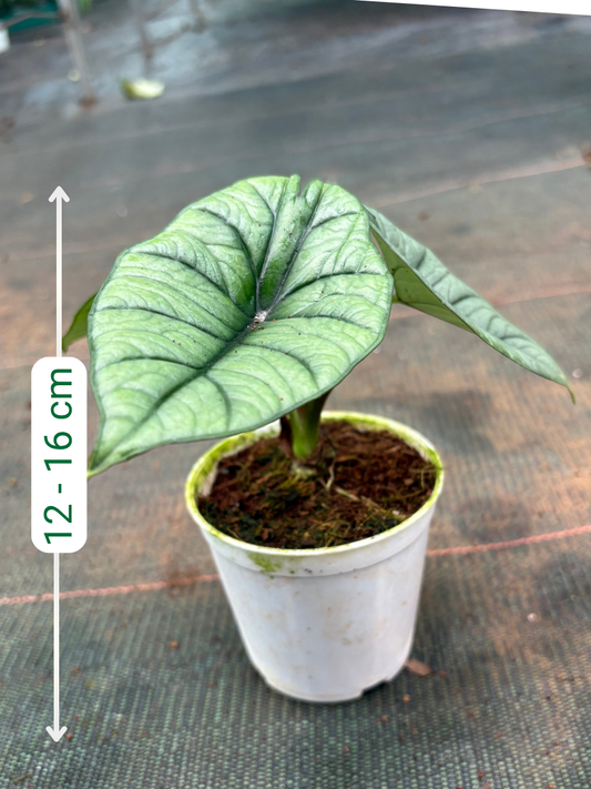 Alocasia Platinum (Well rooted Plant in 3 inch Pot)