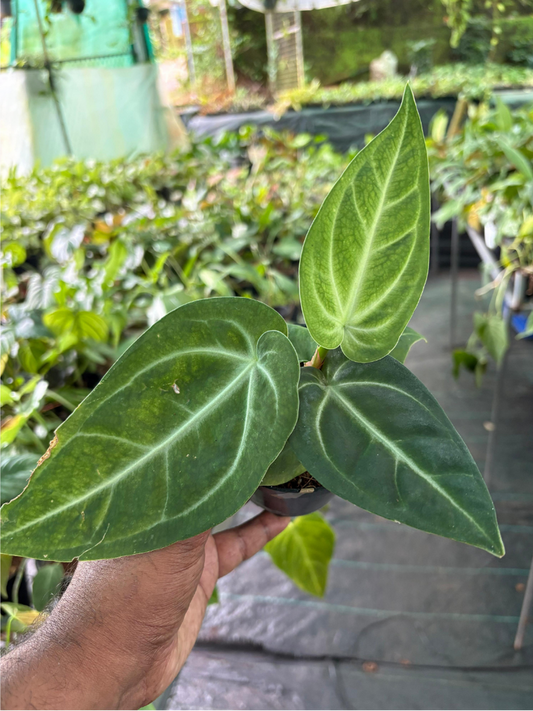 Anthurium Villenaorum (Well rooted Plant) with Pot