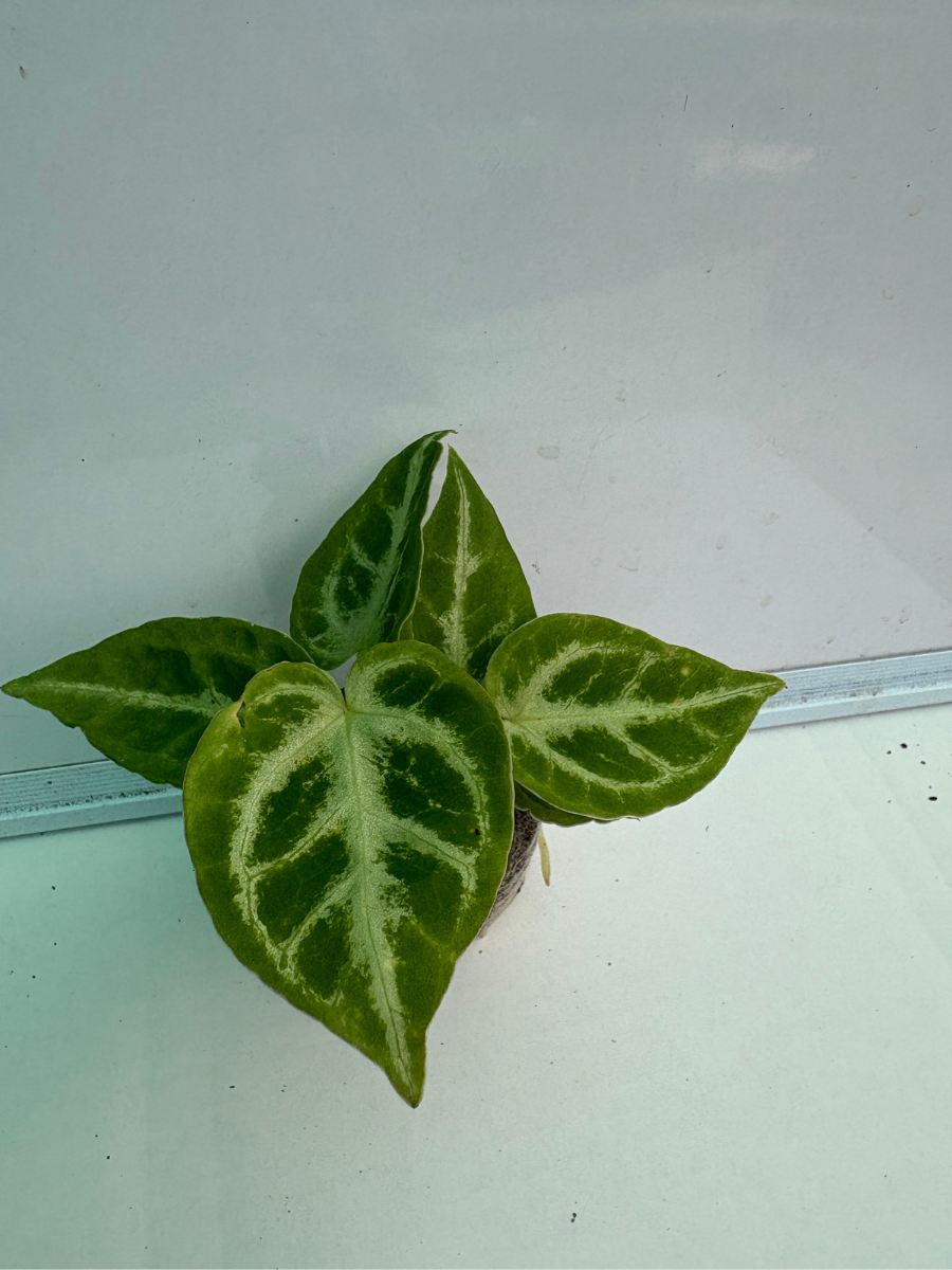anthurium crystal hope Foliage Anthurium Crystal Hope (Well rooted Plant) – vridhigarden
