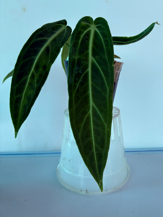 Anthurium Queen (4 inch Potsize Plant) with Pot