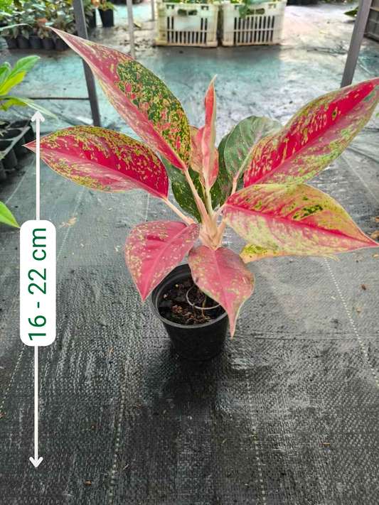 Aglaonema Fire Red Big Rooted Plant Without Pot