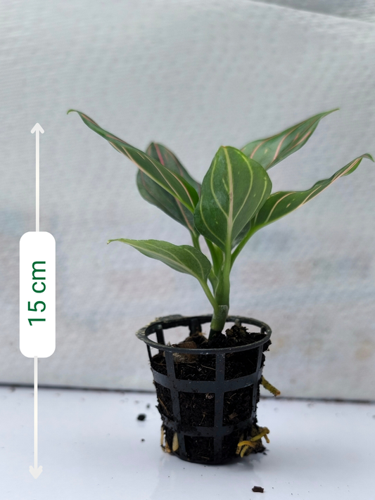 Aglaonema Rotundum Vein Medium Size Plant Without Pot