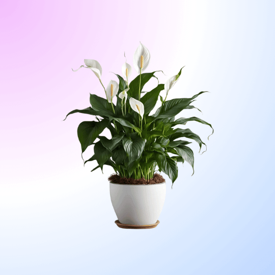 Air Purifyer Plants