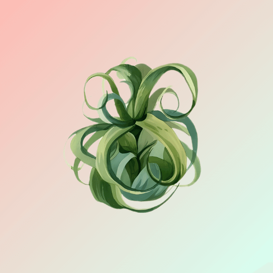 Air Plants