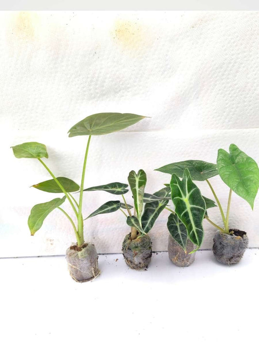 Alocasia Combo 575-Wentii+Amazonica+Bambino+Scalprum (Tissue Culture Plants in Jiffy bags)