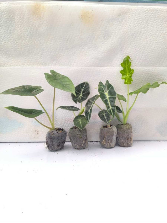 Alocasia Combo 699- Scalprum+Black Velvet+ Amazonica+ Porteii (Tissue Culture Plants in Jiffy bags)