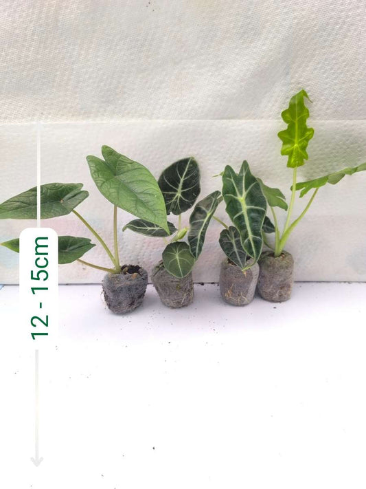 Alocasia Combo 699- Scalprum+Black Velvet+ Amazonica+ Porteii (Tissue Culture Plants in Jiffy bags)
