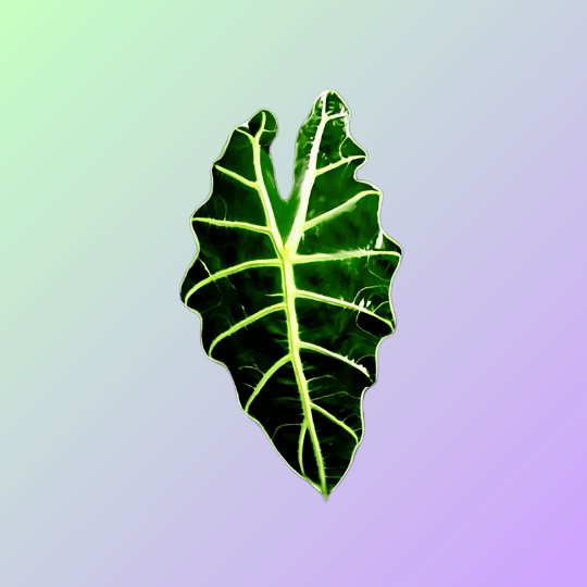 Alocasias