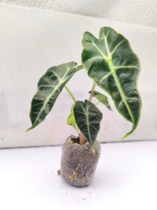 Alocasia Amazonica (Tissue Culture Plant in Jiffy bag)