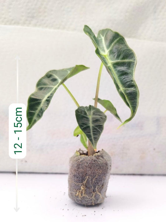 Alocasia Amazonica (Tissue Culture Plant in Jiffy bag)