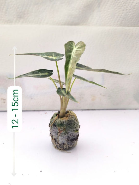 Alocasia Bambino Arrow (Tissue Culture Plant in Jiffy bag)
