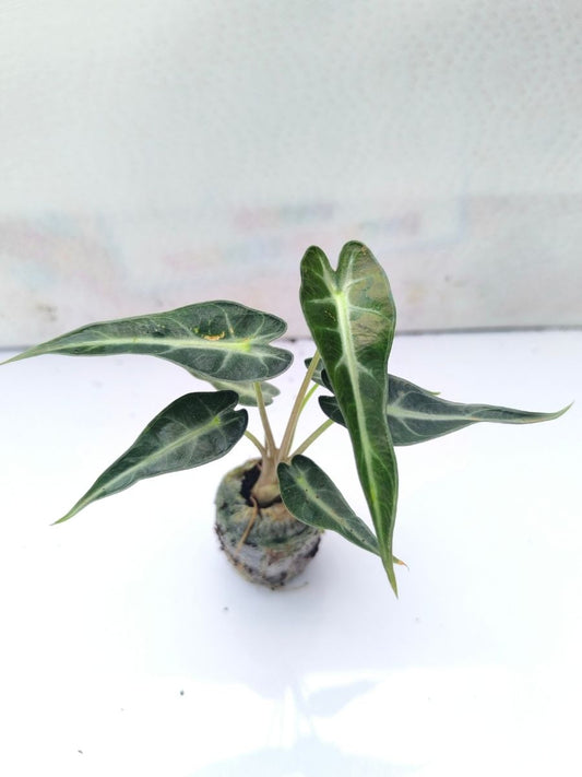 Alocasia Bambino Arrow (Tissue Culture Plant in Jiffy bag)